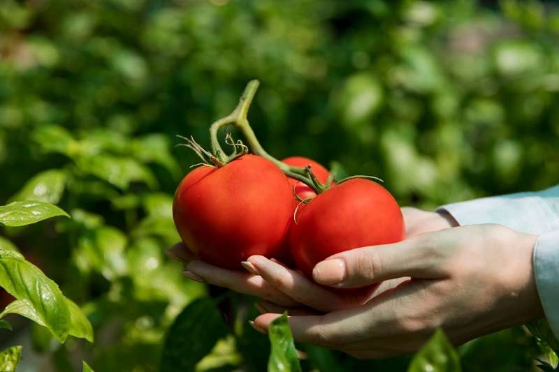 Выращивание томата Клуша