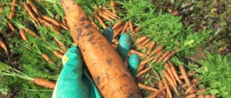 выращивание моркови