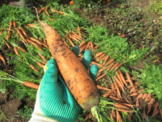 морковь выкопка