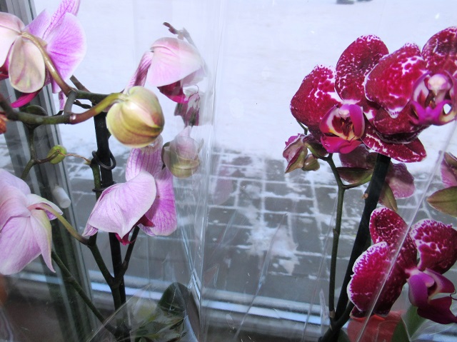Орхидея фаленопсис уход