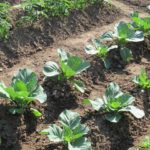 выращивание капусты белокочанной