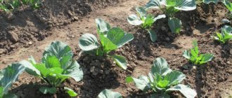 выращивание капусты белокочанной