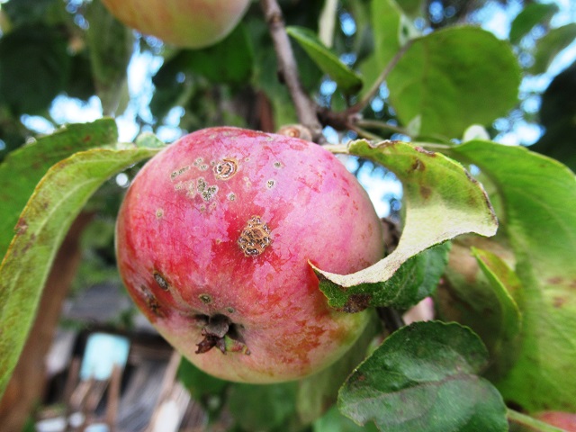 обработка яблонь