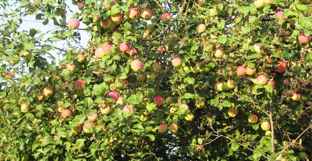 соседи яблони
