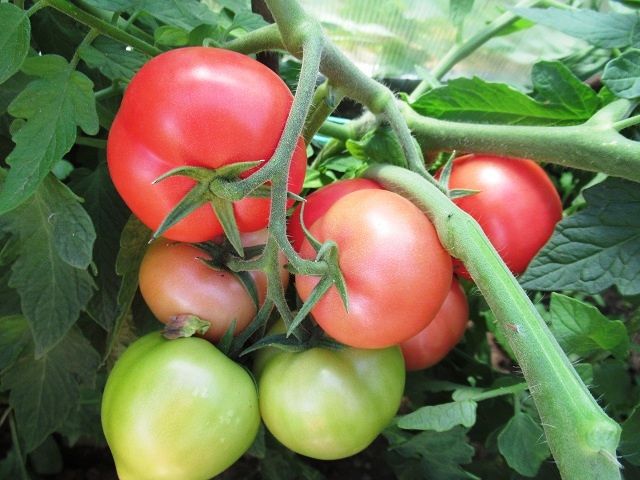 томат лимеренс отзывы огородников