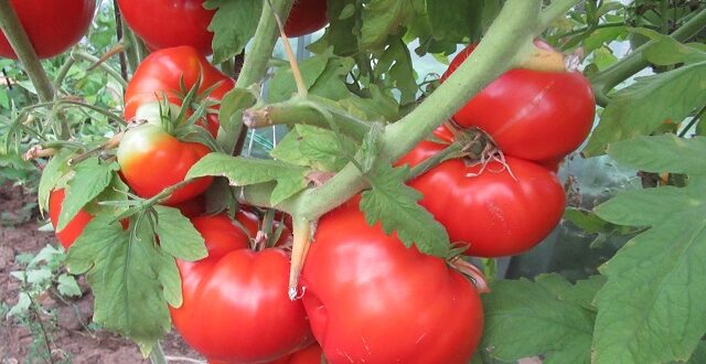 поливают ли помидоры в августе в теплице