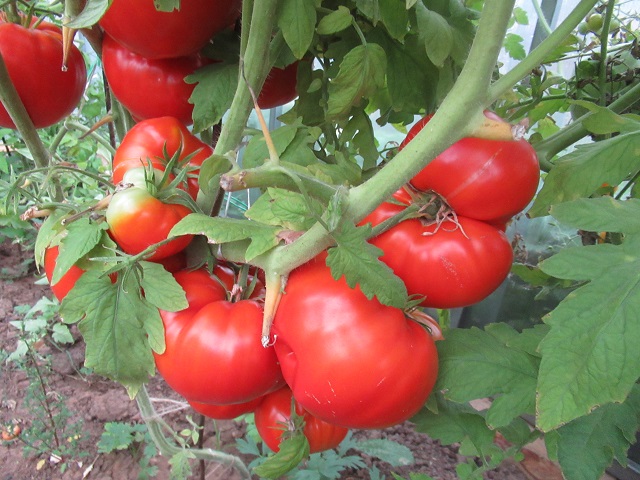 поливают ли помидоры в августе в теплице