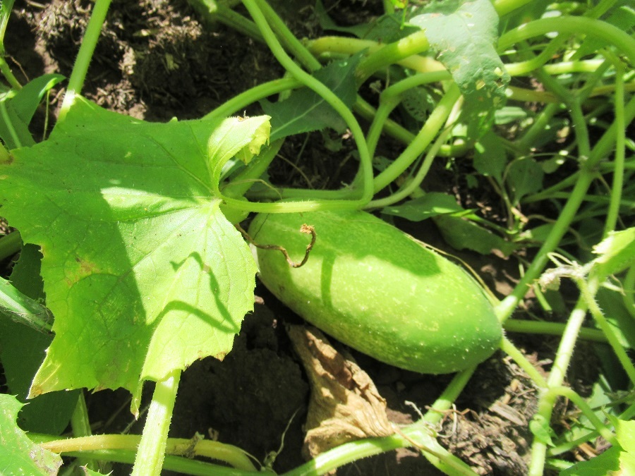 Чем подкормить огурцы в августе - Огородные дела