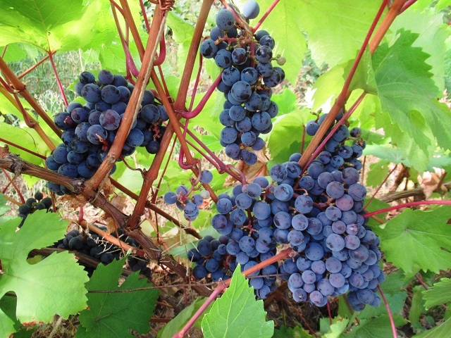 подкормка винограда в августе