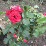 удобрение для роз в сентябре