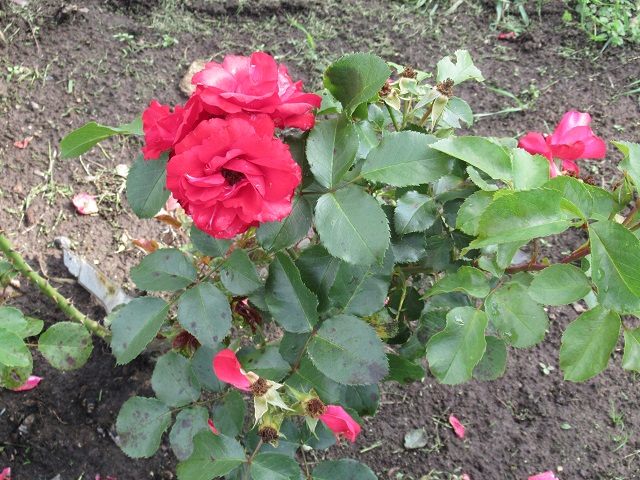 удобрение для роз в сентябре