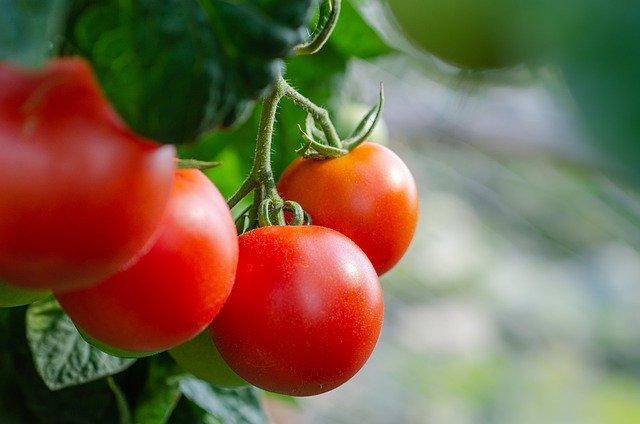 как поливать томаты в теплице
