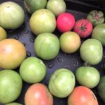 хранение зеленых помидор на зиму
