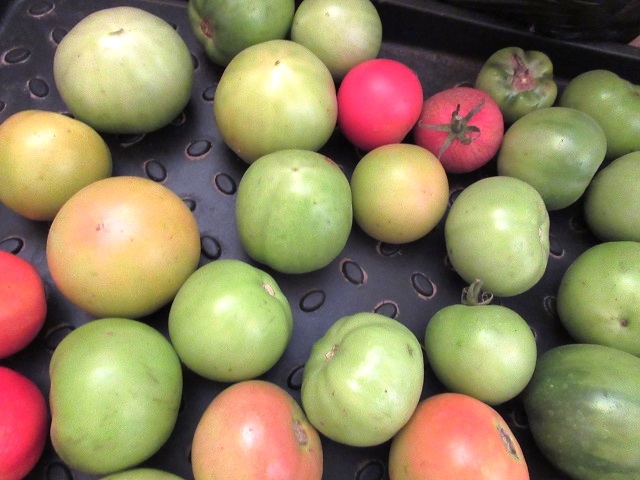 хранение зеленых помидор на зиму