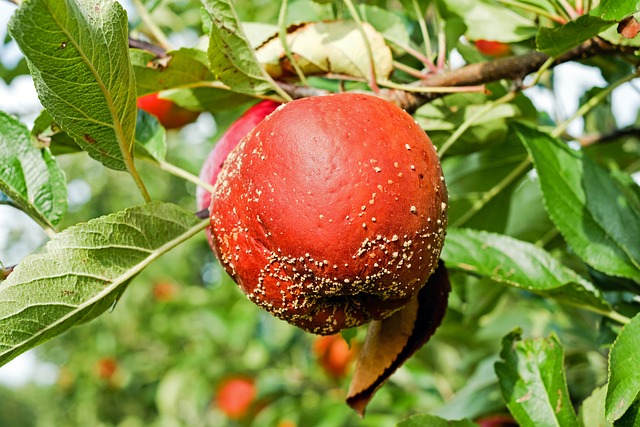 Яблоки гниют прямо на дереве