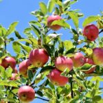 Почему яблоки мелкие: способы решения проблемы