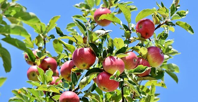 Почему яблоки мелкие: способы решения проблемы