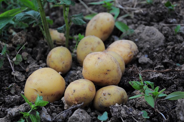 Улучшение почвы для картофеля