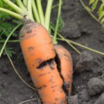 Почему потрескалась морковь