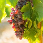 как сажать саженцы винограда
