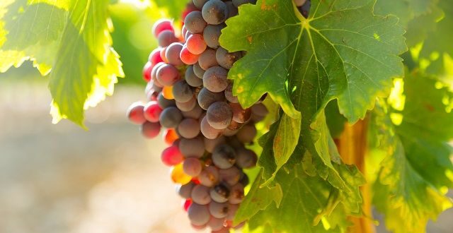 как сажать саженцы винограда
