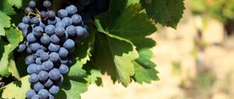 Недостаток питательных веществ винаграда