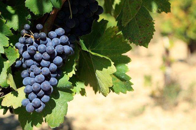 Недостаток питательных веществ винаграда