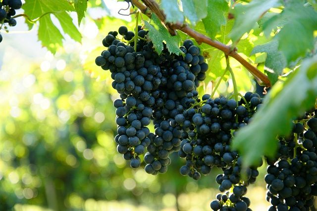Генетические факторы винограда