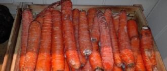 Проблемы хранения моркови