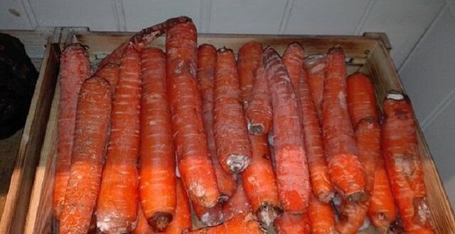 Проблемы хранения моркови