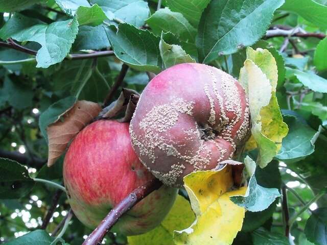 Обработка яблони осенью