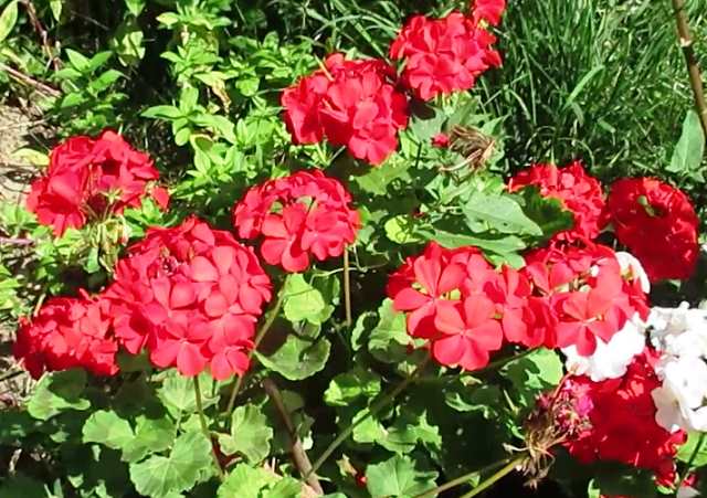 пеларгония красная в саду