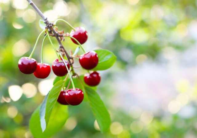 Способы стимуляции плодоношения вишни