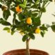 Как вырастить лимон