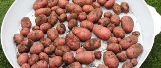 Обработка картофеля