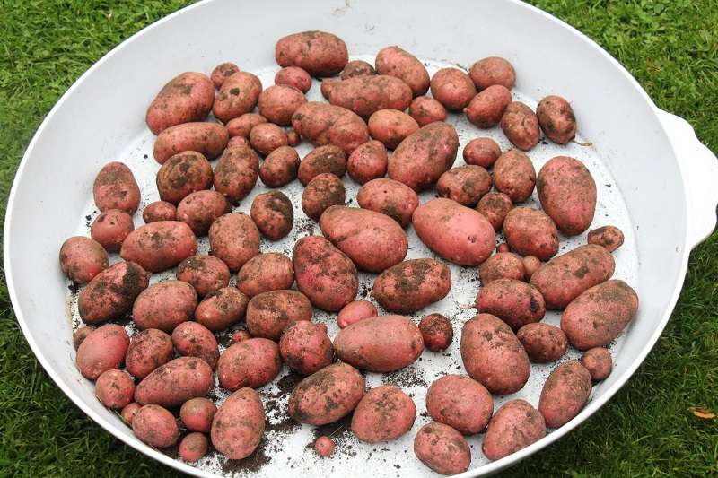Обработка картофеля