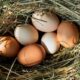 Яйца в гнезде