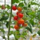 Выращивание помидор черри