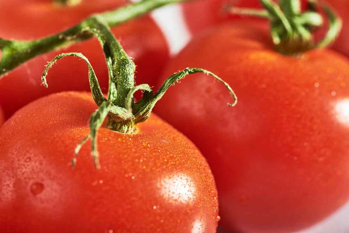Тарзан томат
