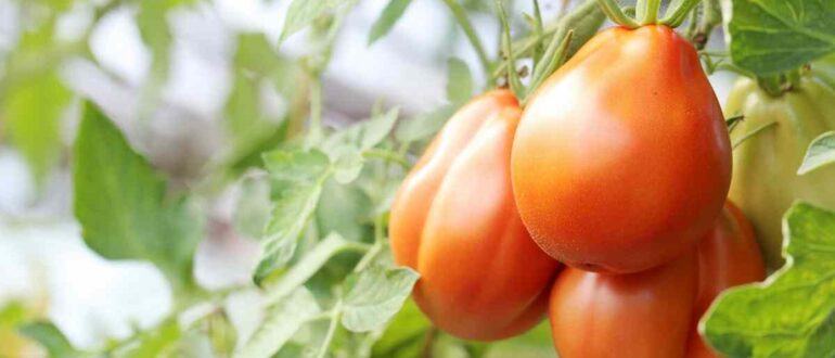 Внекорневая подкормка томатов