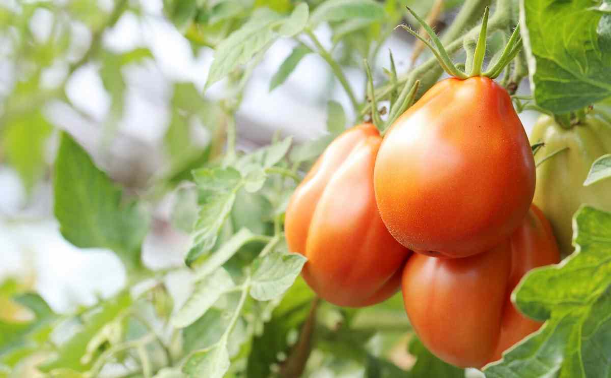 Внекорневая подкормка томатов