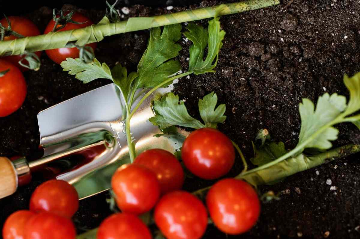 удобрений для эффективной посадки помидоров