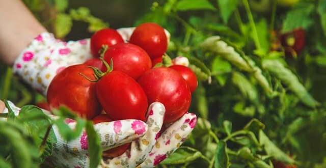 Как подкормить помидоры