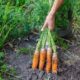 Чем лучше подкормить морковь