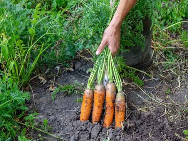 Чем лучше подкормить морковь