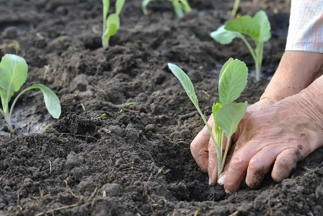 Как спасти рассаду капусты